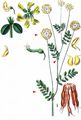 Scorpion-Vetch - Coronilla coronata L.