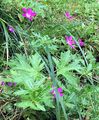 Marsh Cranesbill - Geranium palustre L.