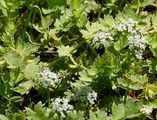 Creeping Marshwort - Helosciadium repens (Jacq.) W. D. J. Koch