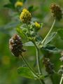Black Medick - Medicago lupulina L.