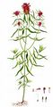 Crested Cow-Wheat - Melampyrum cristatum L.
