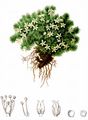 Cyphel - Minuartia sedoides (L.) Hiern