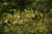 Sweet Cicely - Myrrhis odorata (L.) Scop.