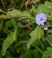 Apple-Of-Peru - Nicandra physalodes (L.) Gaertn.