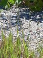 Wiesen-Lieschgras - Phleum nodosum L.