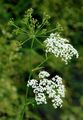 Greater Burnet-Saxifrage - Pimpinella major (L.) Huds.