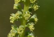 Weld - Reseda luteola L.