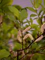 Halberd Willow - Salix hastata L.