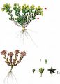 Dark Stonecrop - Sedum atratum L.