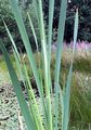 Bulrush - Typha latifolia L.