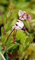 Gewöhnliche Moosbeere - Vaccinium oxycoccos L.