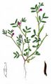 Spring Vetch - Vicia lathyroides L.