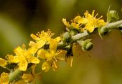 Fragrant Agrimony - Agrimonia procera Wallr.