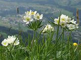 Berghähnlein - Anemonastrum narcissiflorum (L.) Holub