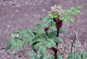 Wild Angelica - Angelica sylvestris L.