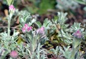 Gewöhnliches Katzenpfötchen - Antennaria dioica (L.) Gaertn.
