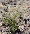 Dünnstängeliges Sandkraut - Arenaria leptoclados (Rchb.) Guss.