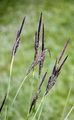 Steife Segge - Carex elata All.