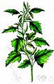 Nettle-Leaved Goosefoot - Chenopodiastrum murale (L.) S. Fuentes & al.