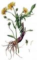 Wiesen-Pippau - Crepis biennis L.