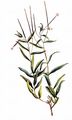 Marsh Willowherb - Epilobium palustre L.