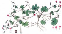 Dove's-Foot Crane's-Bill - Geranium molle L.