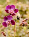 Dusky Crane's-Bill - Geranium phaeum L.