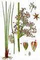 Soft-Rush - Juncus effusus L.