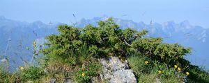 Gewöhnlicher Wacholder - Juniperus communis L.