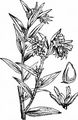 Echter Steinsame - Lithospermum officinale L.