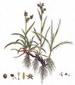 Field Wood-Rush - Luzula campestris (L.) DC.
