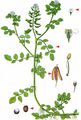 Water-Cress - Nasturtium officinale W. T. Aiton
