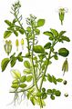 Water-Cress - Nasturtium officinale W. T. Aiton