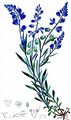Bitteres Kreuzblümchen - Polygala amara L.