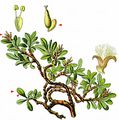 Thyme-Leaved Willow - Salix serpillifolia Scop.