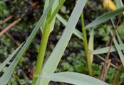 Common Cord-Grass - Spartina anglica C. E. Hubb.