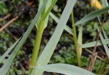 Salz-Schlickgras - Spartina anglica C. E. Hubb. 