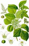 Eichenblättriger Giftsumach - Toxicodendron pubescens Mill. 