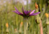 Salsify - Tragopogon porrifolius L.