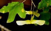 Field Maple - Acer campestre L.