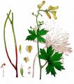 Gelber Eisenhut - Aconitum lycoctonum L.