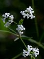Dyer's Woodruff - Asperula tinctoria L.