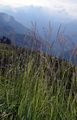 Mountain Smallreed - Calamagrostis varia (Schrad.) Host