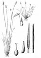 Davalls Segge - Carex davalliana Sm.
