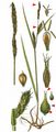 Behaarte Segge - Carex hirta L. 