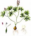 Intermediate Hollow-Root - Corydalis intermedia (L.) Mérat