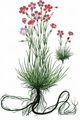 Wood Pink - Dianthus sylvestris Wulfen
