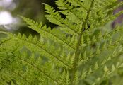 Feingliedriger Wurmfarn - Dryopteris expansa (C. Presl) Fraser-Jenk. & Jermy