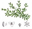 Six-Stamened Waterwort - Elatine hexandra (Lapierre) DC.