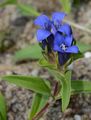 Kreuz-Enzian - Gentiana cruciata L.